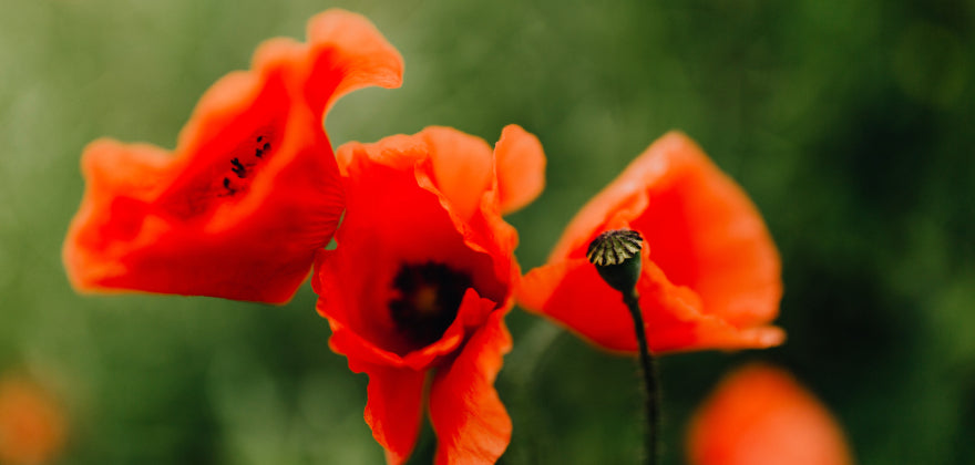 three red poppies in a green field