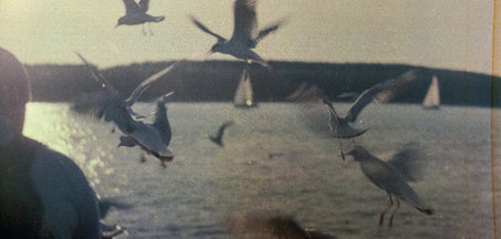 Lake with flying seagulls and a persons back on the side