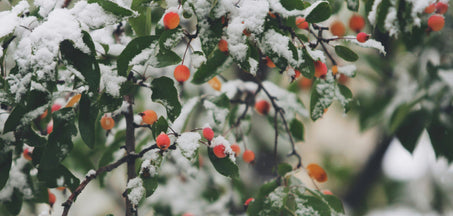 Why the Best Hormone Balance Supplements Deserve a Spot on Every Christmas List