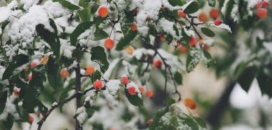 Why the Best Hormone Balance Supplements Deserve a Spot on Every Christmas List