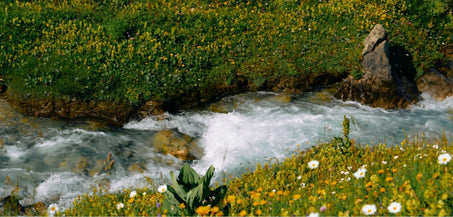 Bloat to Balance: A Guide to Post-New Year Digestive Support