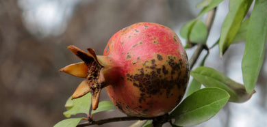 How to Keep Holiday Energy Consistent: Stop Spiraling Over Stimulants