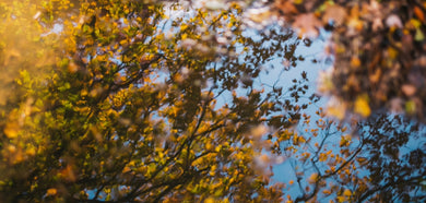 Reflection of trees with autumn foliage on a water surface
